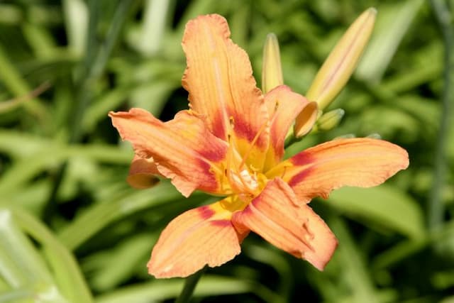 Daylily 'Green Kwanso'