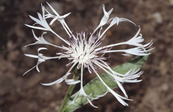 white perennial cornflower