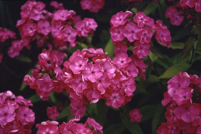 perennial phlox 'Dodo Hanbury-Forbes'