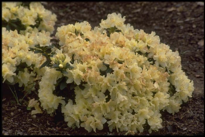 rhododendron 'Patty Bee'