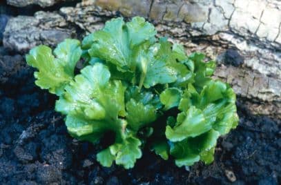 hart's tongue fern 'Kaye's Lacerated'