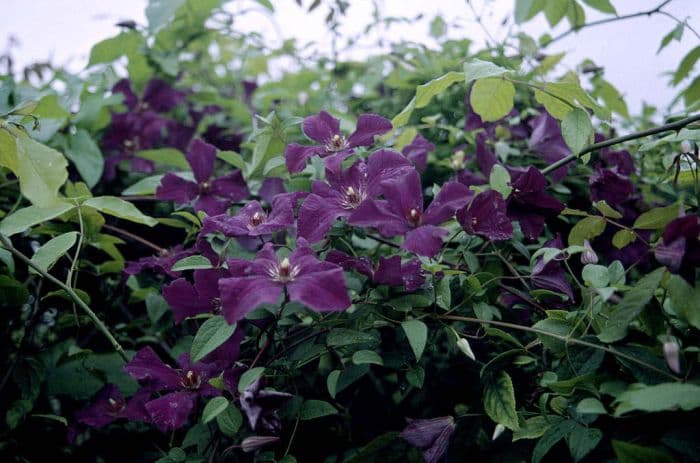 clematis 'Polish Spirit'