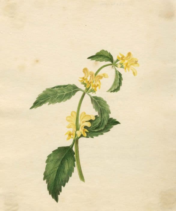 yellow archangel