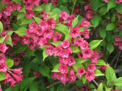 Weigela 'Eva Rathke'