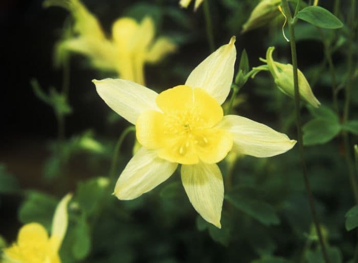 truncated beautiful columbine