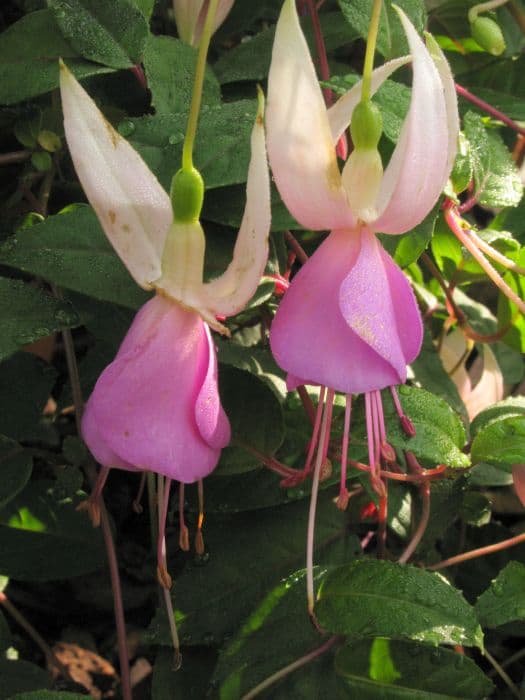 fuchsia 'Border Queen'