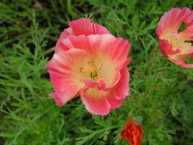 California poppy 'Strawberry Fields'