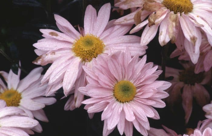 chrysanthemum 'Wessex Shell'