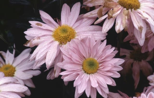 Chrysanthemum 'Wessex Shell'