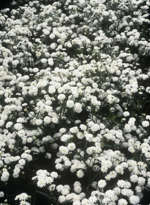 sneezewort 'The Pearl'