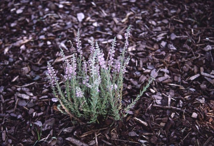 heather 'Silver Rose'