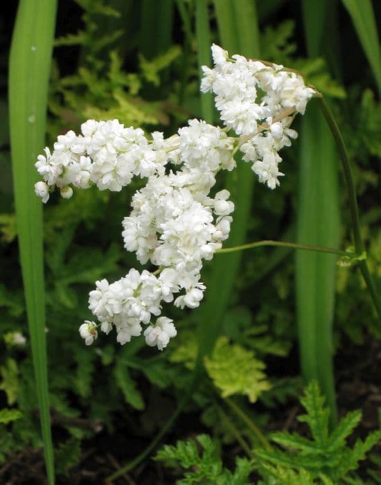 dropwort 'Multiplex'