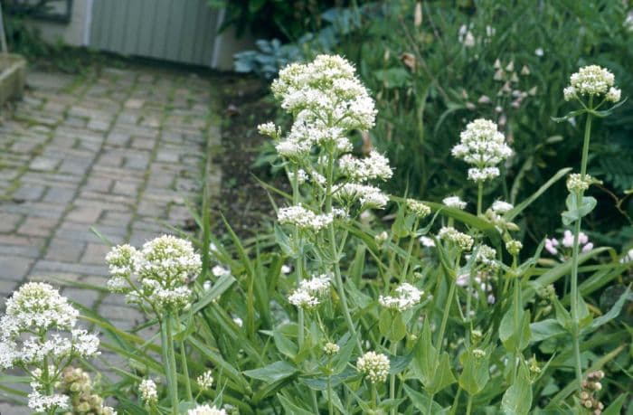 red valerian (white form)