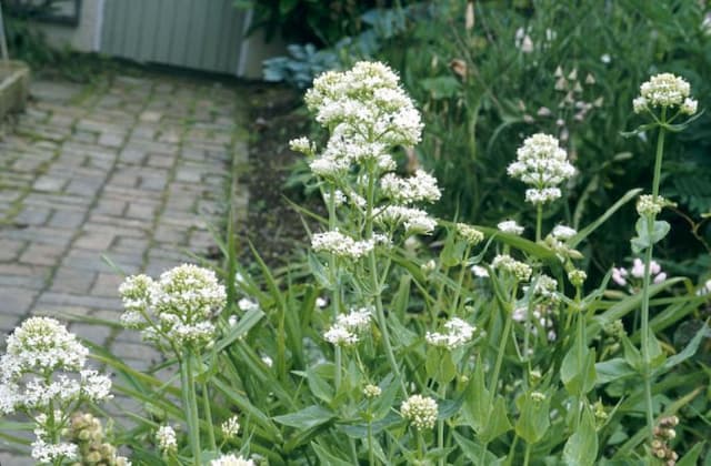 Red valerian (white form)