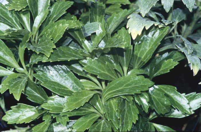 Japanese spurge 'Green Carpet'