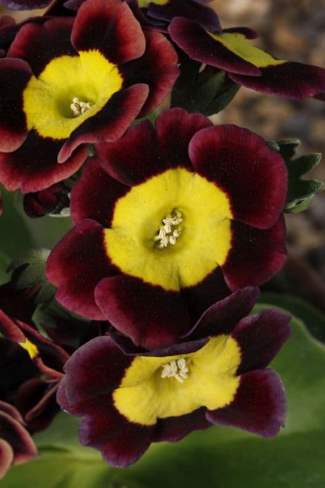 auricula 'Brenda's Choice'