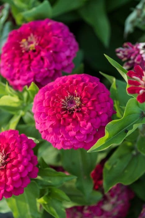 zinnia 'Dreamland Rose'