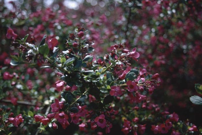 escallonia 'Donard Radiance'