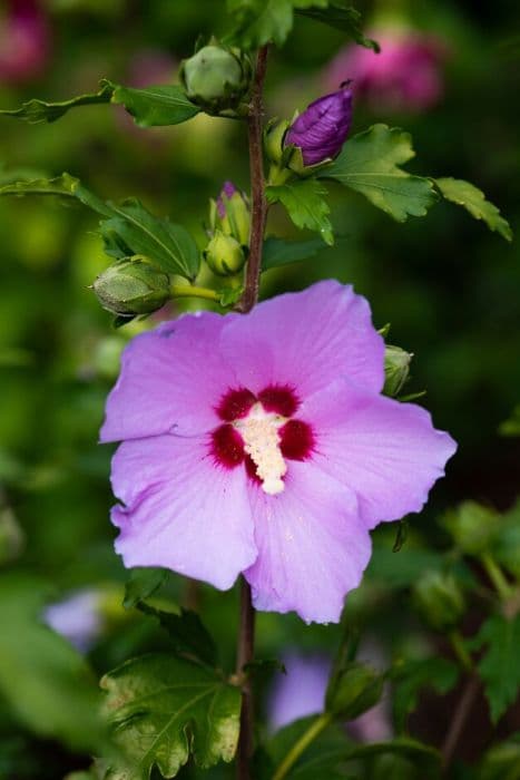 rose of Sharon 'Lenny'