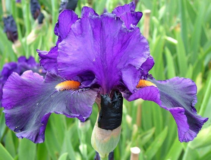 iris 'Tom Johnson'