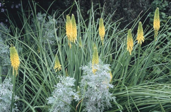 red-hot poker 'Brimstone'