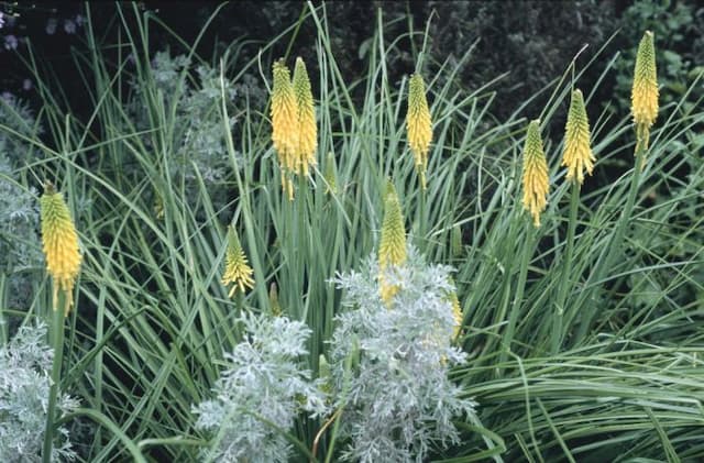 Red-hot poker 'Brimstone'