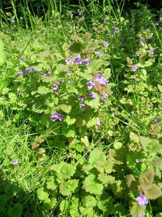 ground ivy