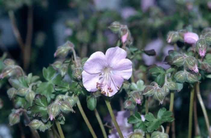 Dalmatian cranesbill