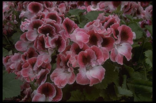 Pelargonium 'Royal Princess'