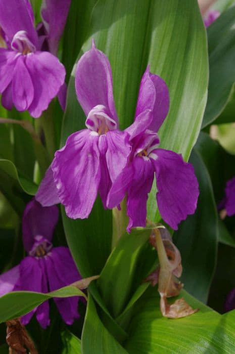 Hume roscoea