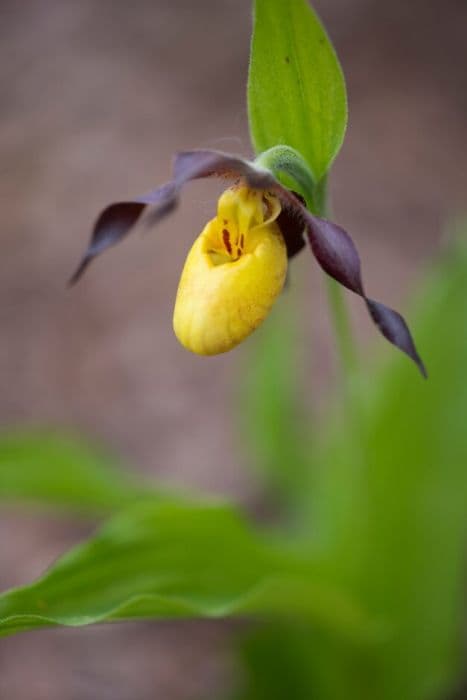 Small-flowered lady's slipper orchid