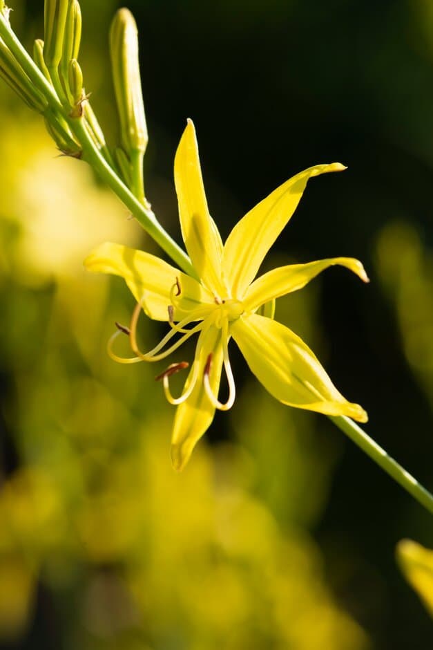 Liburne asphodel