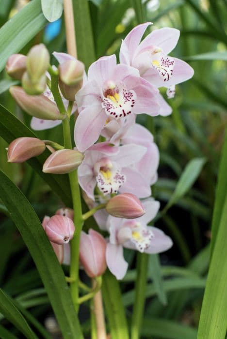 Boat orchid 'Pinkie'