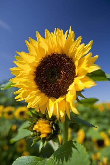 common sunflower