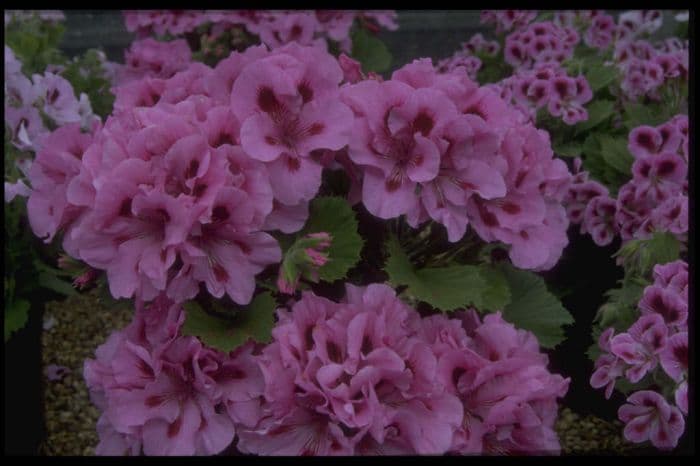 pelargonium 'Lavender Grand Slam'