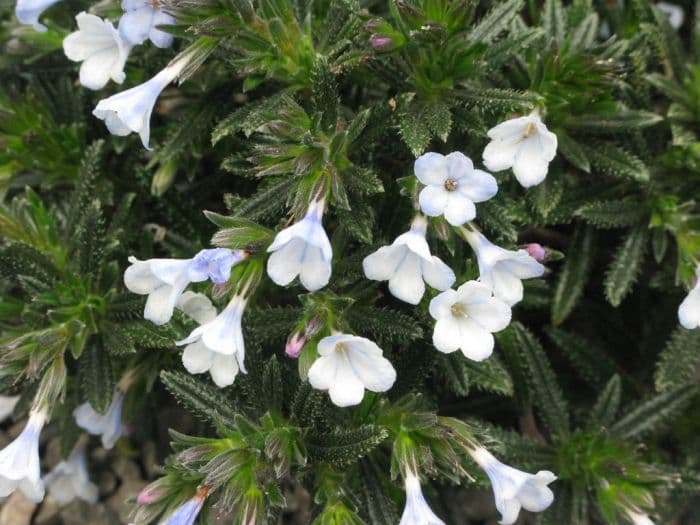 gromwell 'Azure-ness'