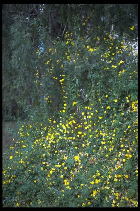 Primrose jasmine