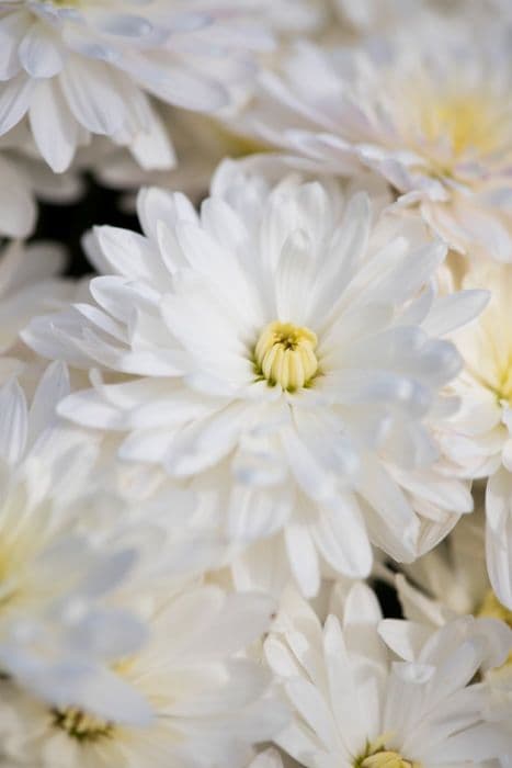 chrysanthemum 'Aluga White'