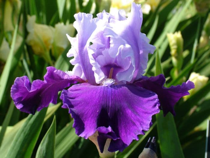 iris 'Prudy'