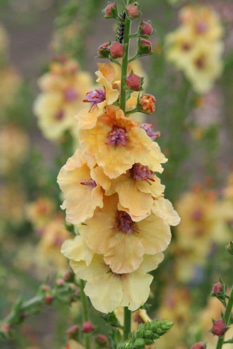 mullein 'Tropic Sun'