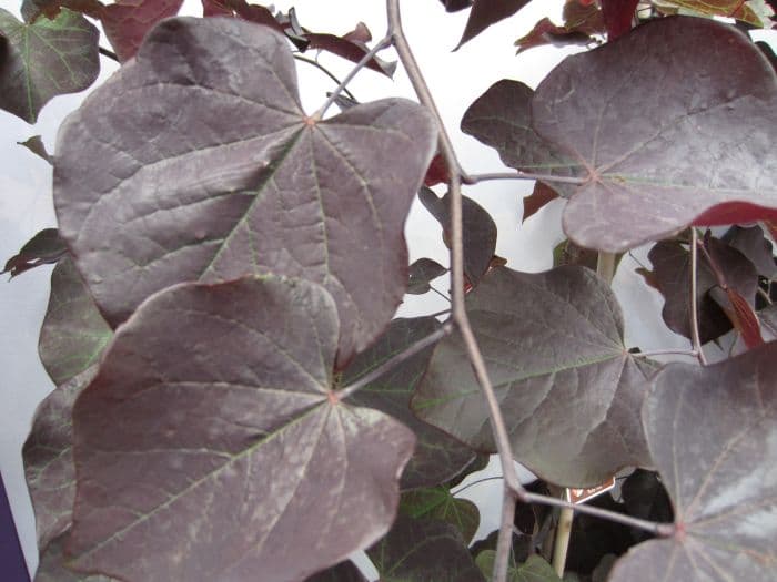 redbud 'Ruby Falls'