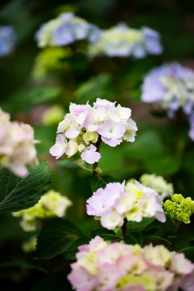 Hydrangea 'Setsuka-yae'