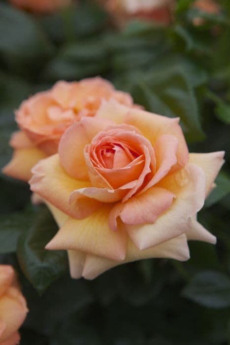 Rose [Lady Marmalade]