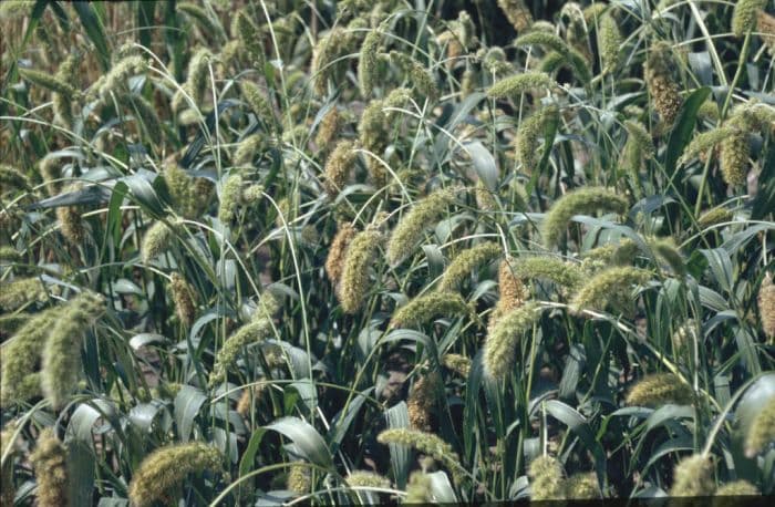 plains bristle grass