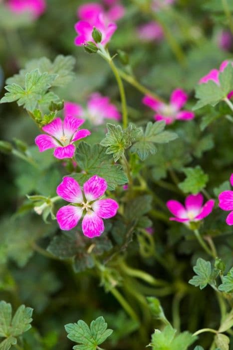 cranesbill [Orkney Cherry]