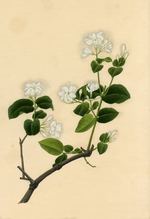 Arabian jasmine