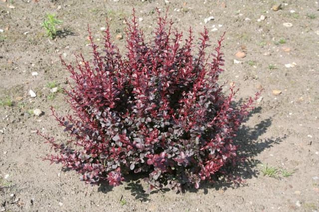 Japanese barberry 'Dart's Red Lady'