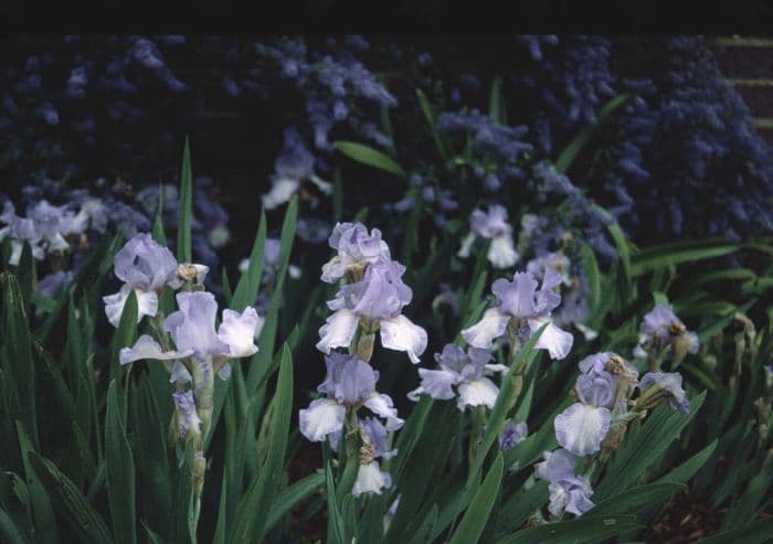 iris 'Happy Mood'