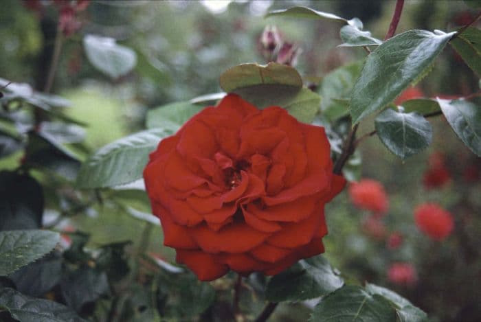 rose [Ingrid Bergman]