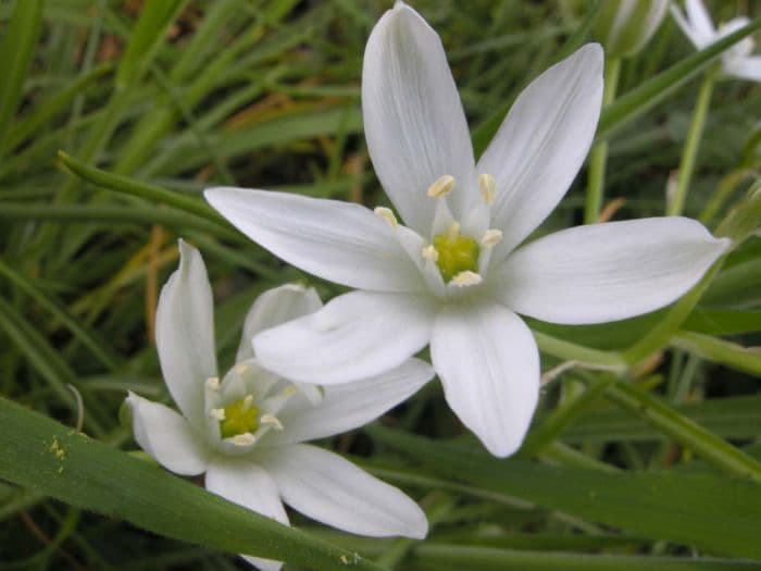 common star of Bethlehem